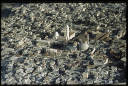 11.13 ; A14 Jerusalem-Altstadt; Blick nach SO christl. Viertel Grabeskirche