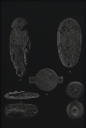 6.54 ; Ivory objects; Lachish II, Abb: Pl.XIX